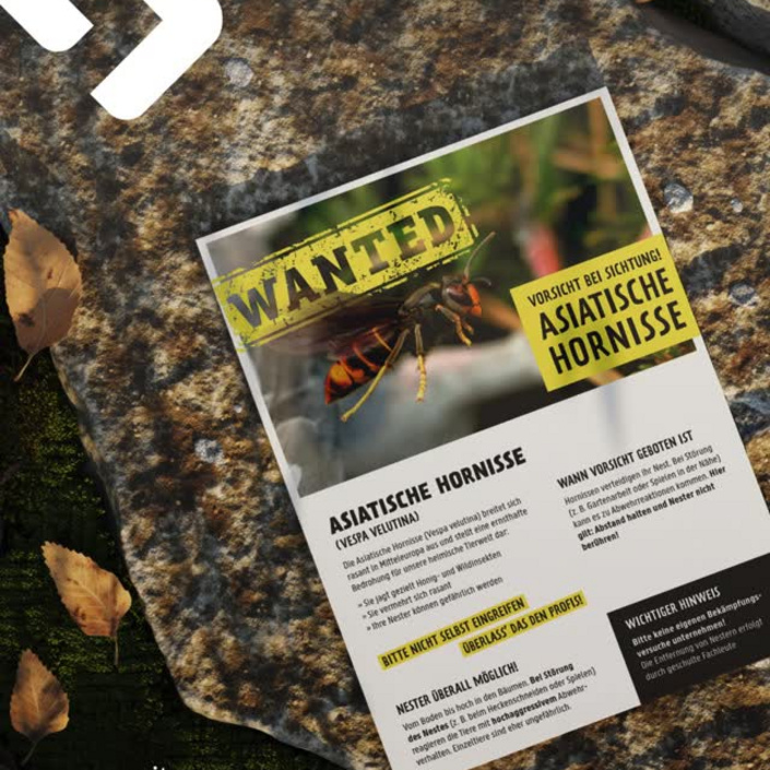 Die Asiatische Hornisse breitet sich immer weiter aus 🐝

Für die @glockenstadtgescher haben wir von der @itm.gruppe ein...
